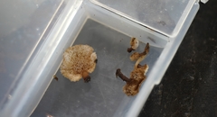 Auriscalpium villipes