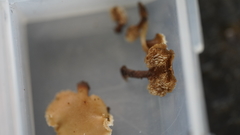 Auriscalpium villipes