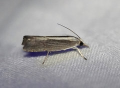 Parapediasia atalanta