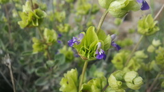 Salvia multicaulis