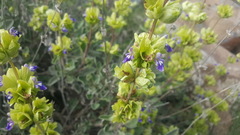 Salvia multicaulis