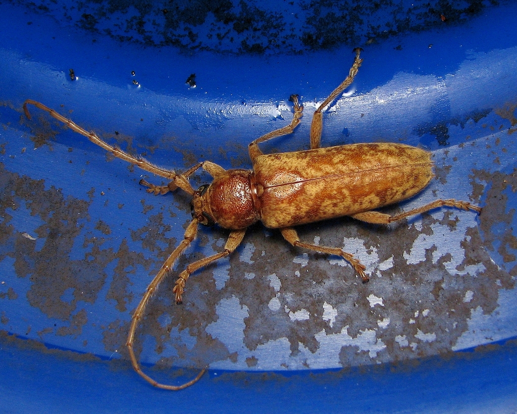 Enaphalodes