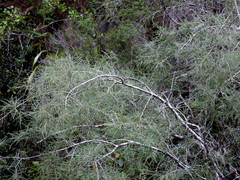 Sophora longicarinata