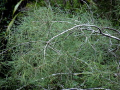 Sophora longicarinata