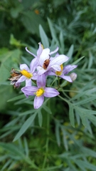 Solanum angustifidum