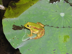 Pelophylax plancyi