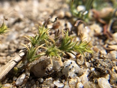 Loeflingia squarrosa