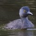 West Indian Least Grebe - Photo (c) JeffreyGammon, some rights reserved (CC BY-NC), uploaded by JeffreyGammon