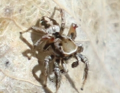 Habronattus formosus