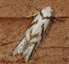 Oxythecta acceptella