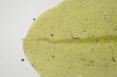 Plagiomnium rostratum