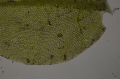 Plagiomnium rostratum