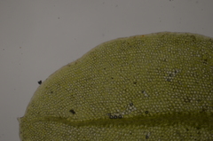 Plagiomnium rostratum