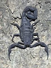 Tityus metuendus