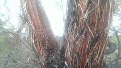 Eucalyptus crucis