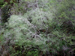 Sophora longicarinata