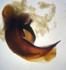 Pterostichus isabellae