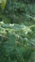 Minthostachys verticillata