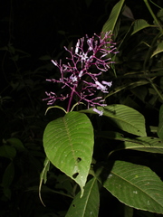Palicourea discolor