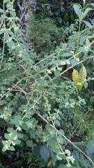 Minthostachys verticillata