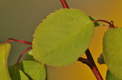 Amelanchier cusickii