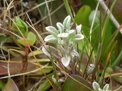 Hesperevax sparsiflora