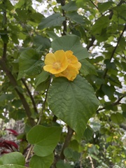 Bakeridesia integerrima