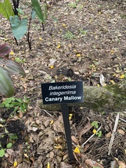 Bakeridesia integerrima