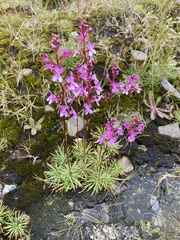 Stylidium montanum