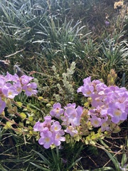 Euphrasia collina diversicolor
