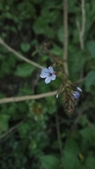 Plumbago caerulea