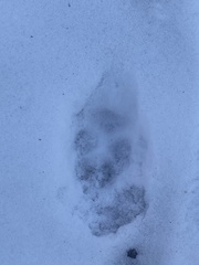 Vulpes vulpes fulvus