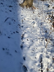 Vulpes vulpes fulvus