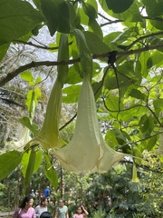 Brugmansia × cubensis