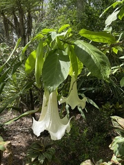 Brugmansia × cubensis