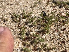 Loeflingia squarrosa