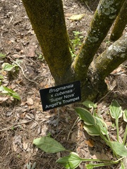 Brugmansia × cubensis
