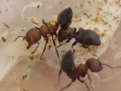Hockingia curiosa