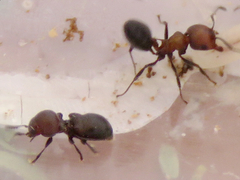 Hockingia curiosa