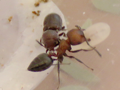 Hockingia curiosa