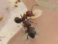 Hockingia curiosa