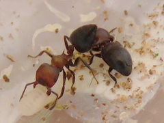 Hockingia curiosa