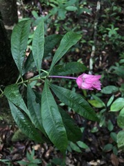 Palicourea ostreophora
