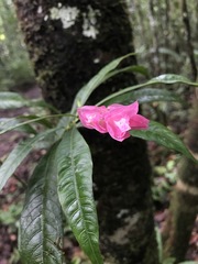 Palicourea ostreophora