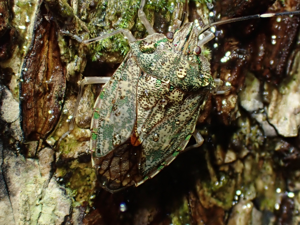 Zebra Shield Bug