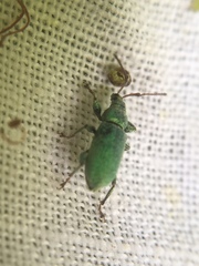Phyllobius maculicornis