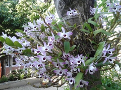 Dendrobium nobile