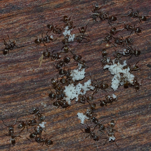 Argentine ant