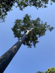 Calycophyllum spruceanum