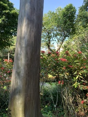 Calycophyllum spruceanum